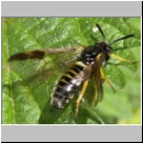 Arge rustica - Blattwespe w02 12mm.jpg